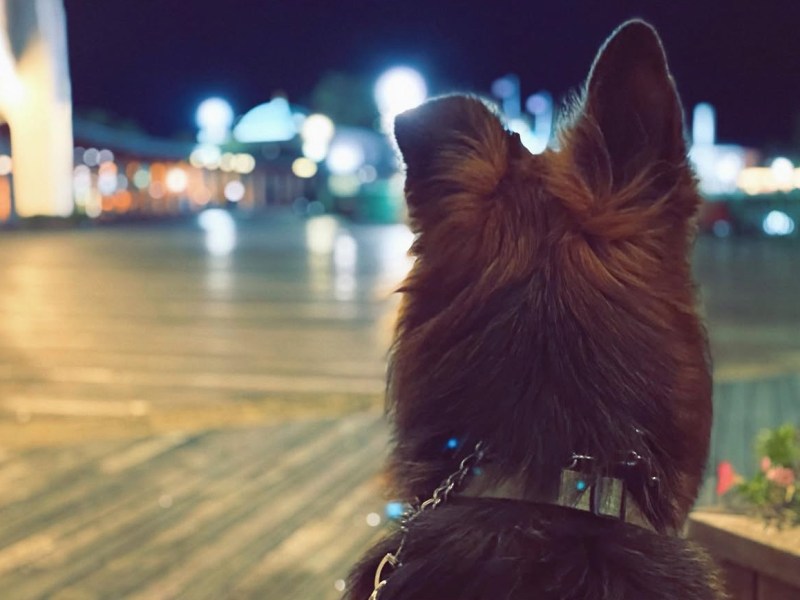 To Love Like&nbsp;Judge